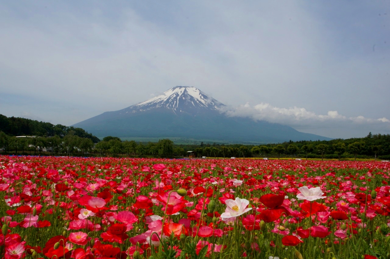 富士山画像記録