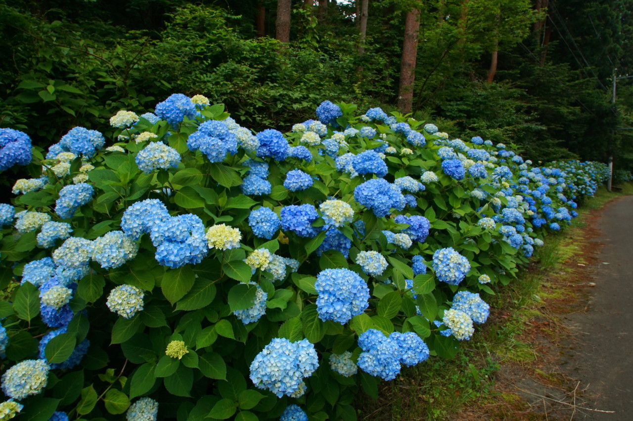 富士山画像記録