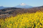 富士山画像記録
