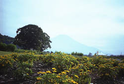 山中湖・花の都公園