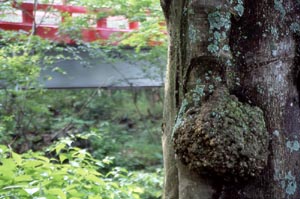 山中浅間神社