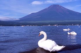 山中湖長池から富士山を