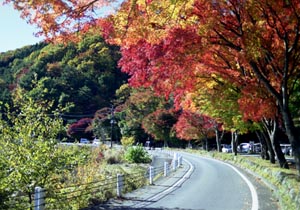 河口湖大石の紅葉と逆さ富士