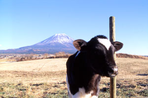 朝霧高原