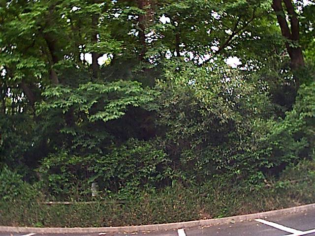 旅する画像