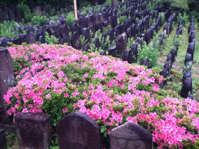旅する画像